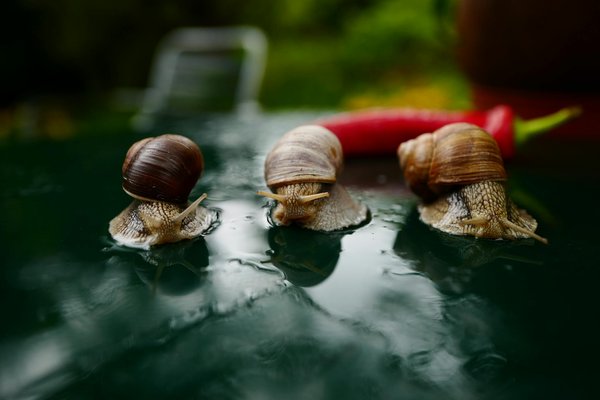 What's the Most Effective Organic Approach to Managing Snails in UK Gardens?