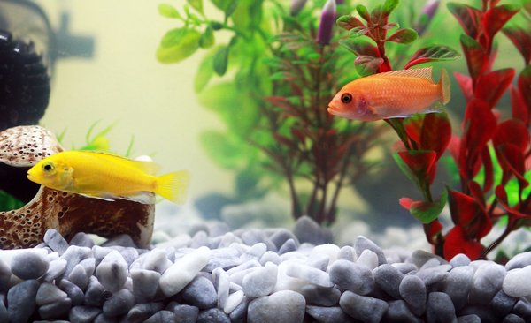 How do you determine the right UV filtration system for a home aquarium in a UK household?
